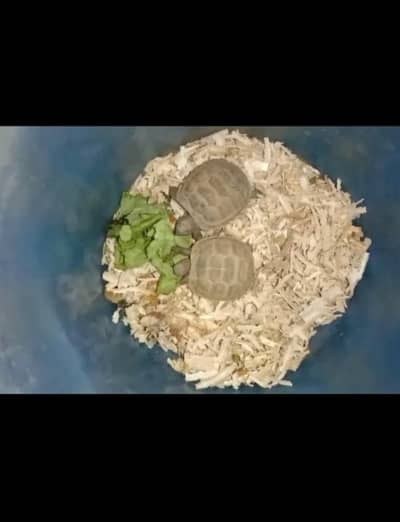 tortoise