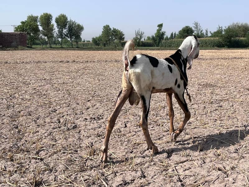 mutton 1