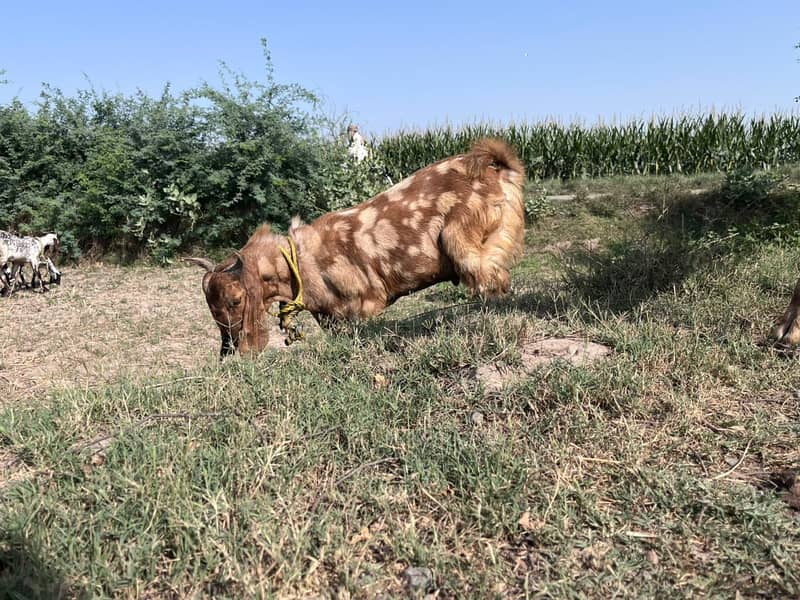 mutton 3