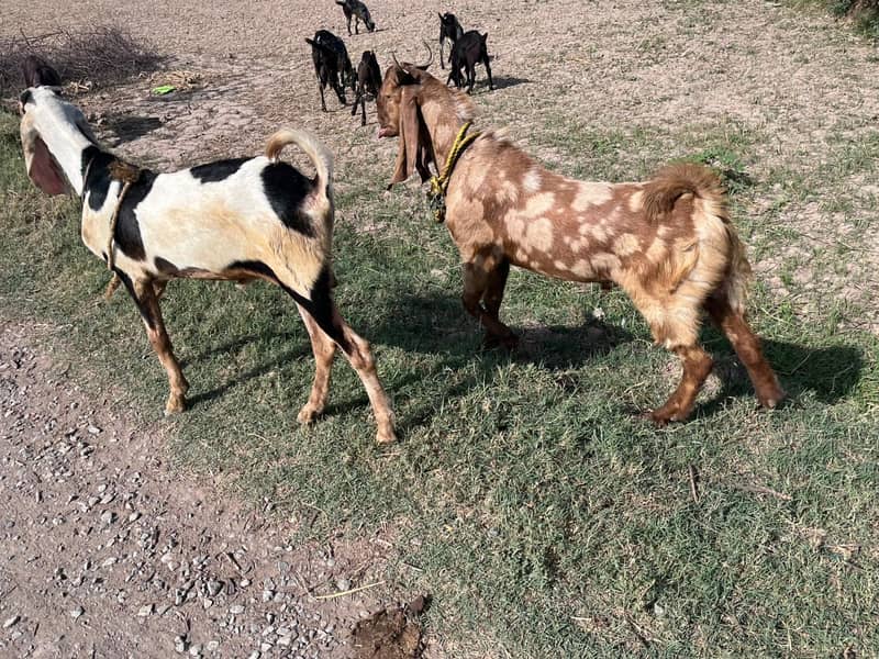 mutton 4