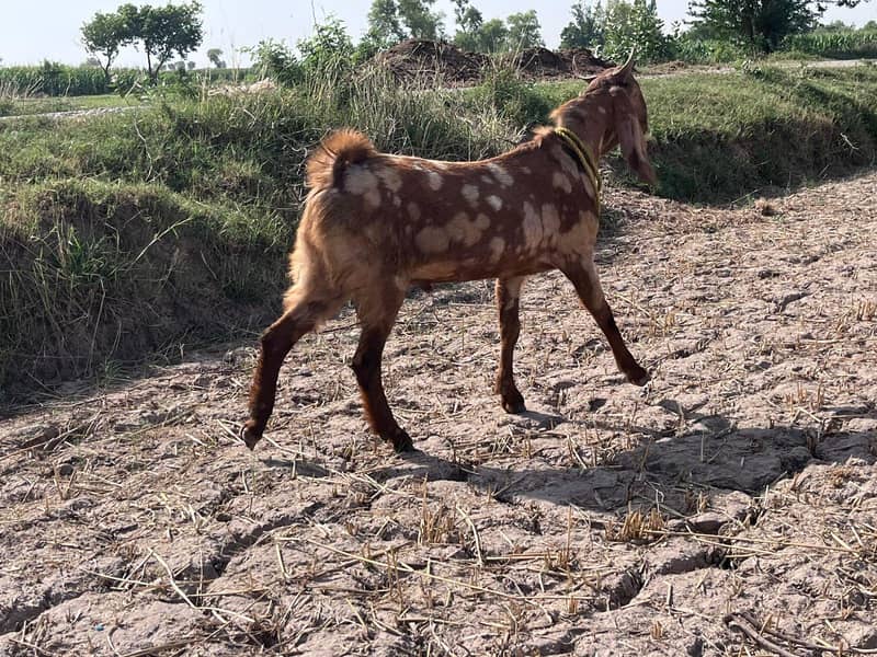 mutton 5