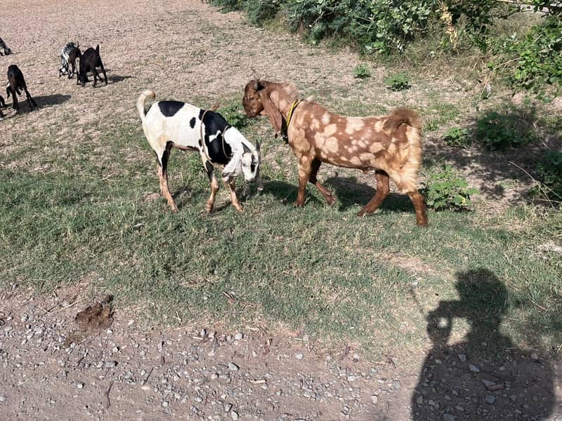 mutton 6