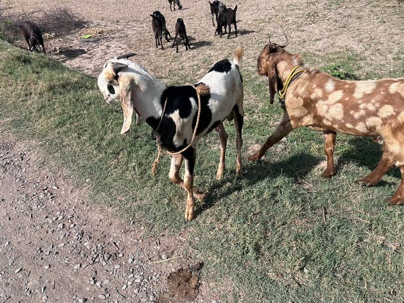 mutton 7