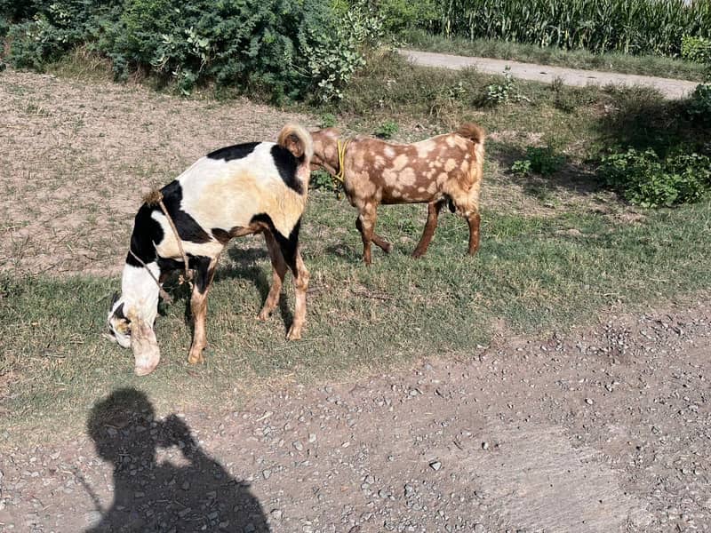 mutton 8