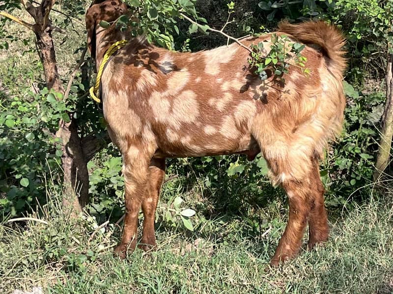 mutton 10