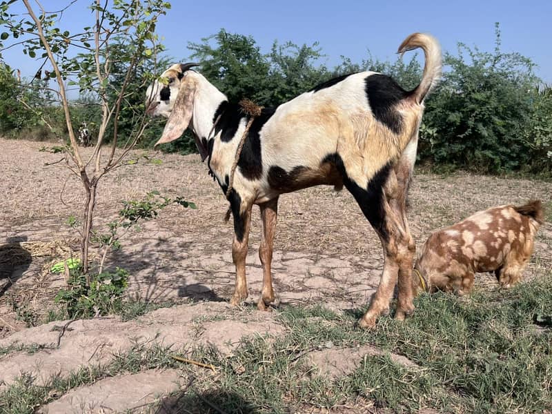 mutton 11