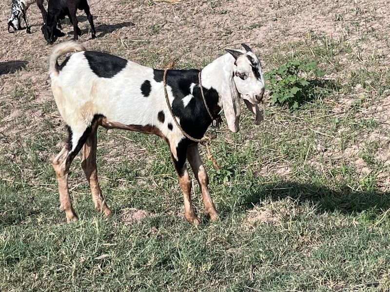mutton 12