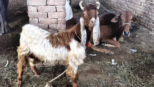 Bakra Ghr kai Palay hua