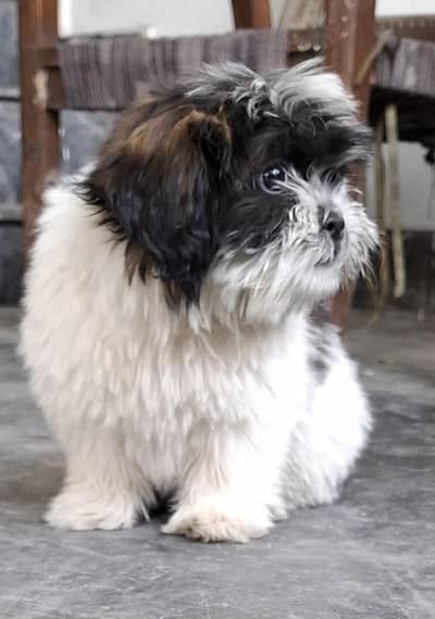 top class shitzu female puppy for sale small size