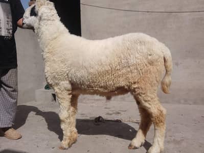 Mundra sell for bakra eid