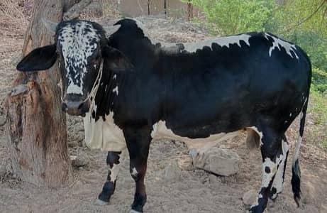 Bull.