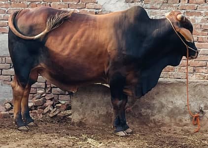 Bull for sale