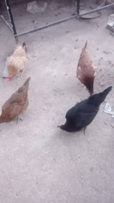 healthy hens 13 murghiya 1 murgha