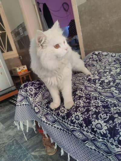 Russian white male cat full active healthy