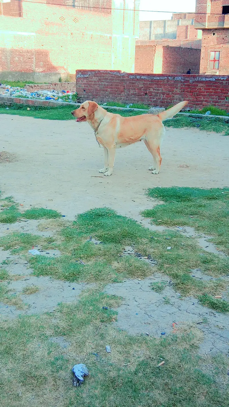 for sale