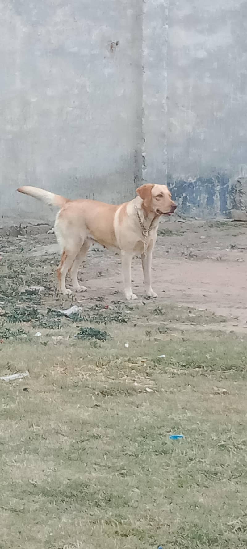 labra dor 1
