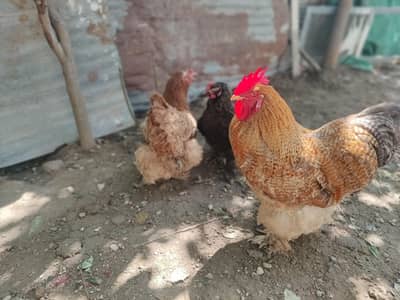 Barhama Pair