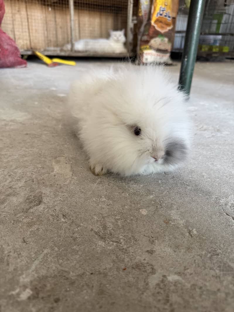 Dwarf rabbits 0