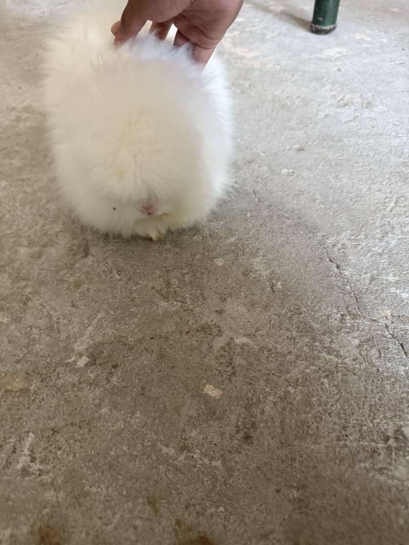 Dwarf rabbits 1