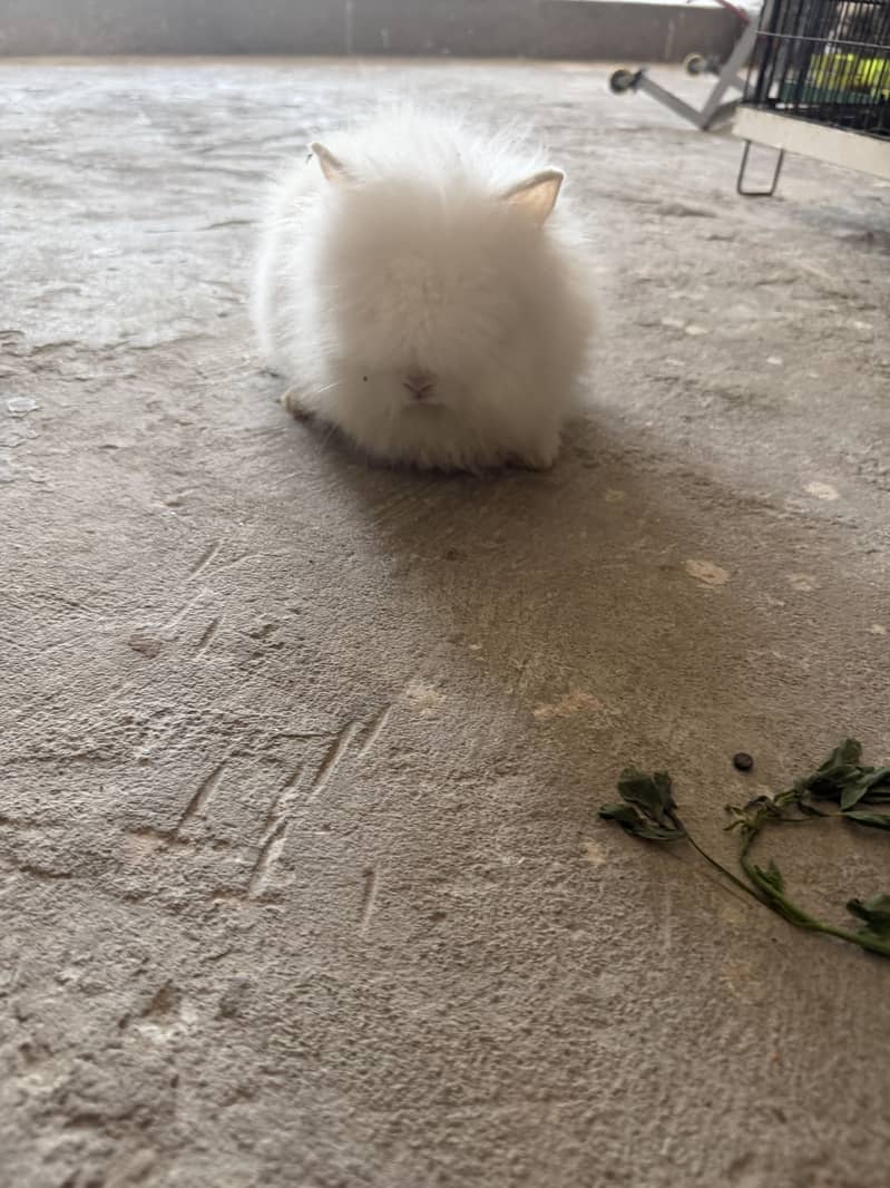 Dwarf rabbits 2