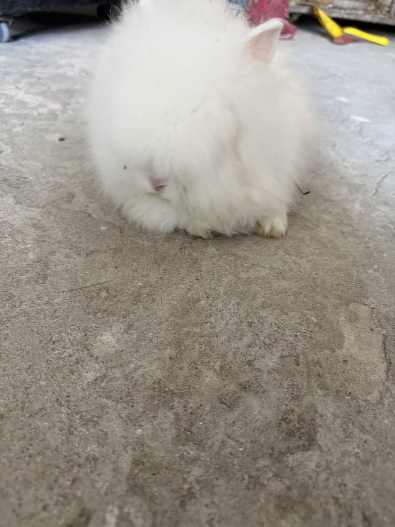 Dwarf rabbits 3
