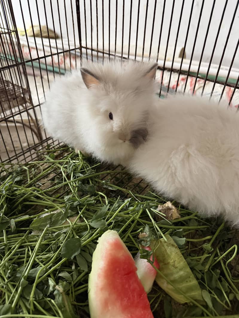 Dwarf rabbits 4