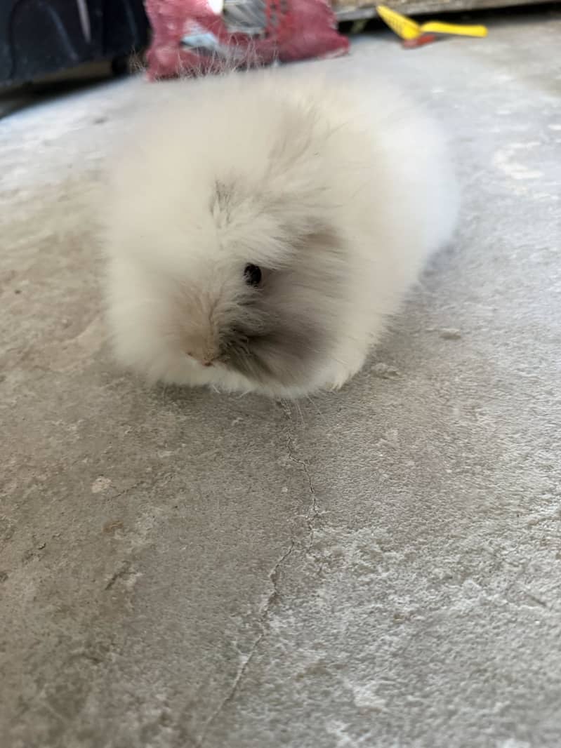 Dwarf rabbits 5