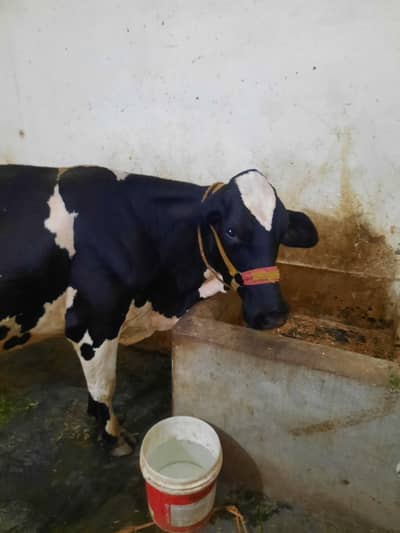 cow for sale