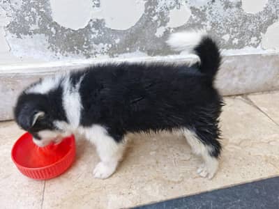 Husky Female