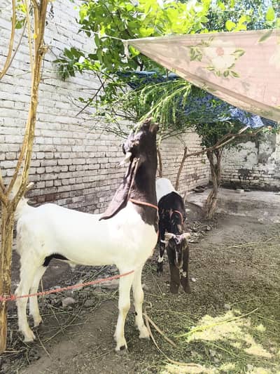 گھر کے پالے ہوئے سندھی بکرے برائے فروخت(جوڑی