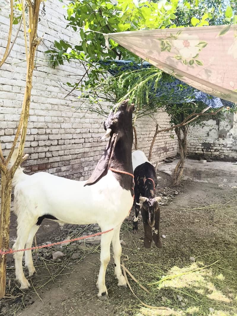گھر کے پالے ہوئے سندھی بکرے برائے فروخت(جوڑی 0