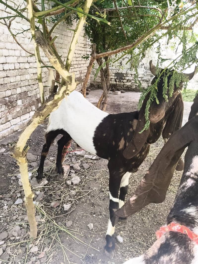 گھر کے پالے ہوئے سندھی بکرے برائے فروخت(جوڑی 1