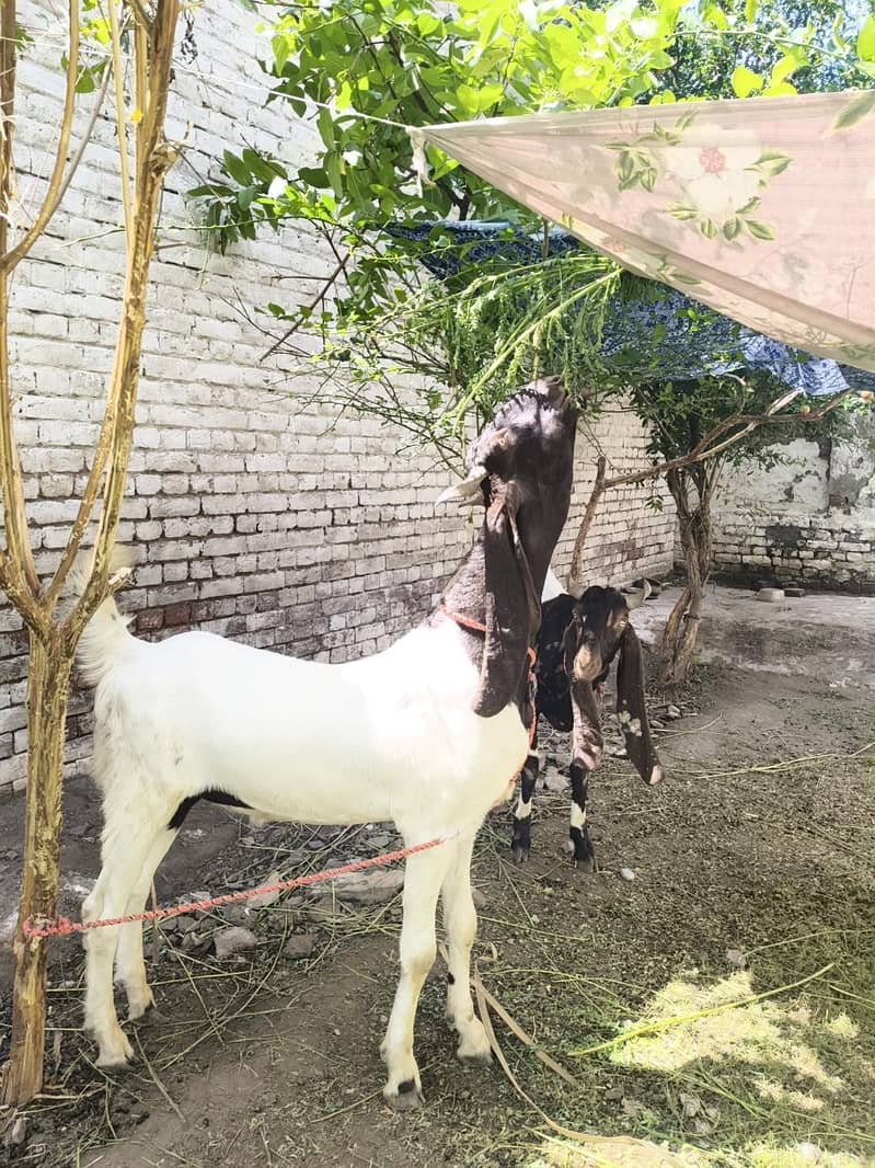 گھر کے پالے ہوئے سندھی بکرے برائے فروخت(جوڑی 3