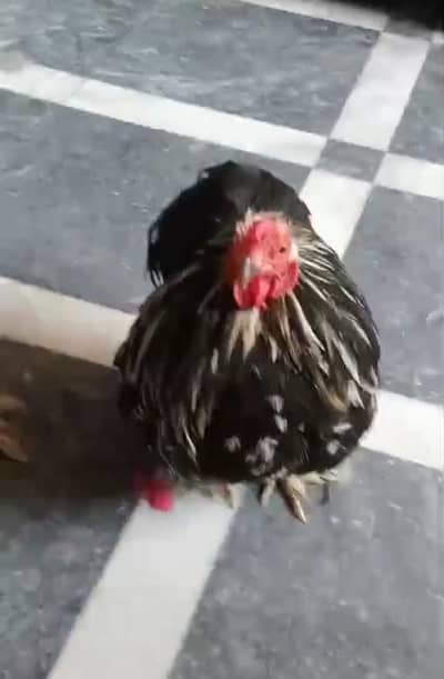 I need Female Bantam Cochin for this male.