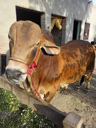 Pure Brahman Jeckpot