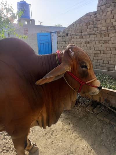 Pure Brahman Jeckpot