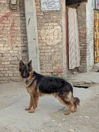 Belgian shepherd dog for sale