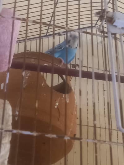 Budige ka pair ha full bareedr pair ha colourfull chiks ata ha