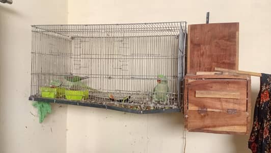 green parrot