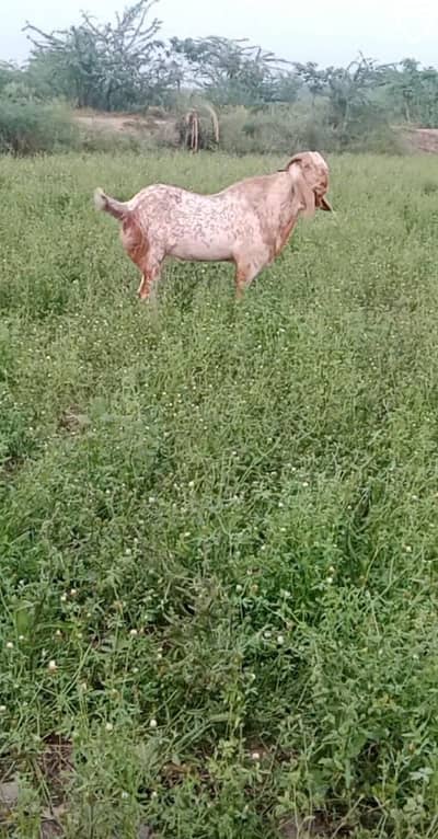 Weight 80 KG (Sargodha)