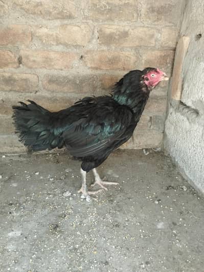 aseel hen