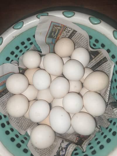 Foryoumi hen fresh fertile eggs