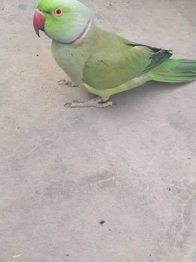 selling my hand tamed parrot