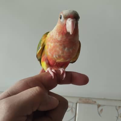 pineapple conure double red factor chick  hand tame  fly tame