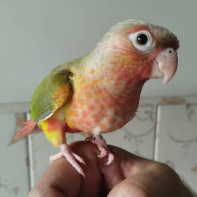 pineapple conure double red factor self chick  hand tame  fly tame