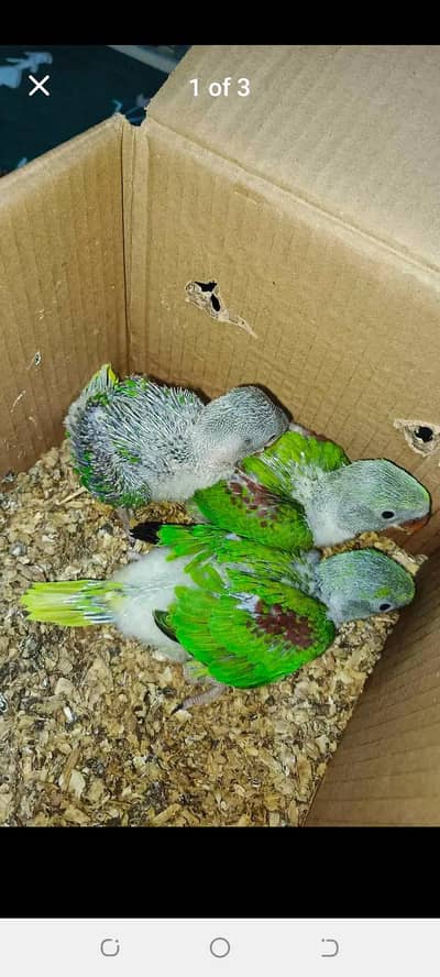 cocktail chicks or big bird chick