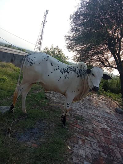 Beautiful animals      Male