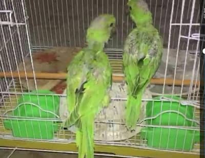 Raw Parrot Chicks for sale