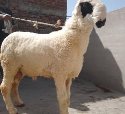 Mundra for sell Bakra Eid
