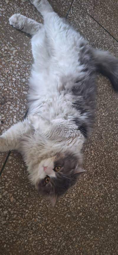 Persian Cat avaiable for sale